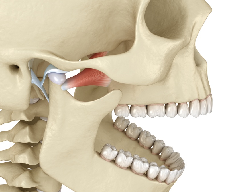 A 3D rendering of a human skull demonstrating the temporomandibular joint and the importance of TMJ disorder treatment.